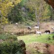 Caballos sueltos - Caballos pastando libremente en las inmediaciones.