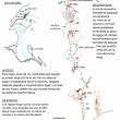 Croquis de la vía Asaltamontes - 